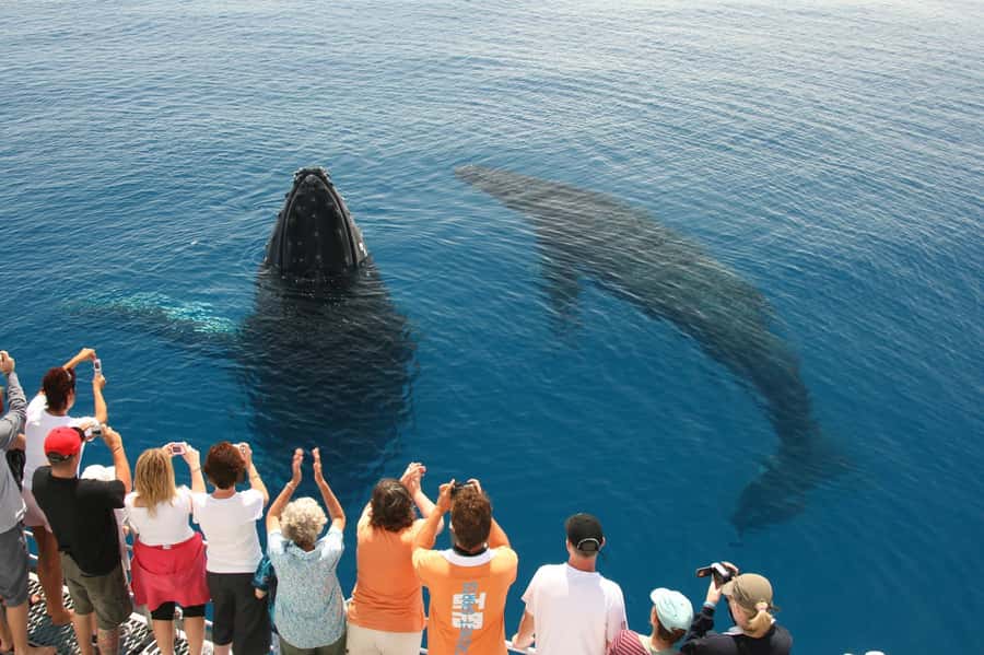 Fraser Island (K'gari): Remote Island and Whale Experience - Lunch on board, with time to reset