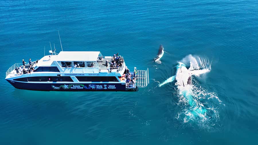 Fraser Island (K'gari): Remote Island and Whale Experience - Cruising the Great Sandy Strait in the morning