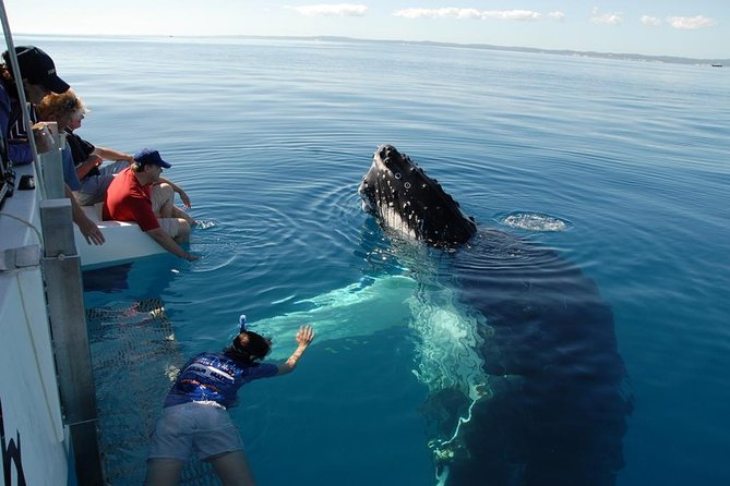 Fraser Island Whale Watch Encounter - Key points to know before booking