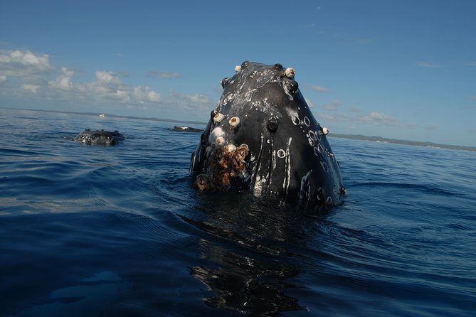 Fraser Island Whale Watch Encounter - Watching from the submerged platform