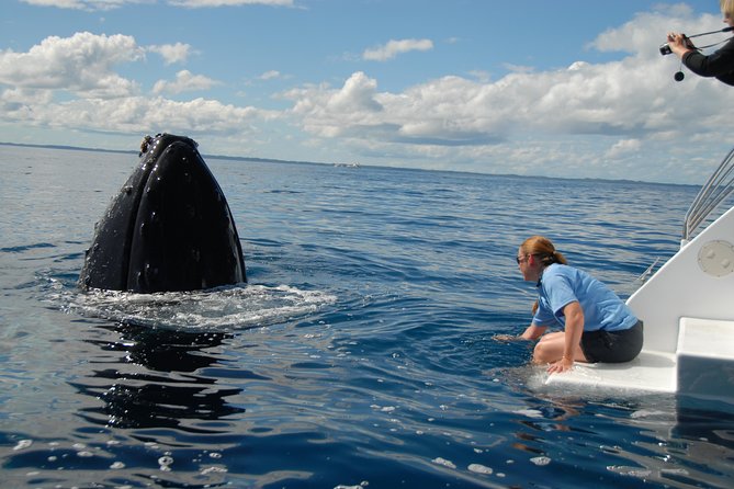 Fraser Island Whale Watch Encounter - The Kgari setting and what you actually see