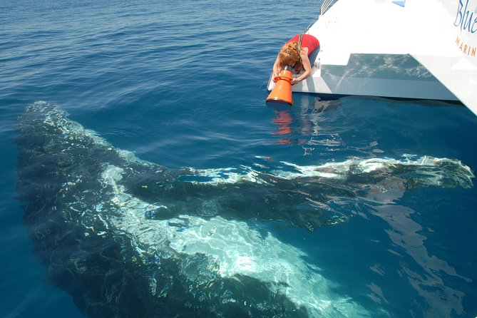 Fraser Island Whale Watch Encounter - Price, value, and the real trade-off