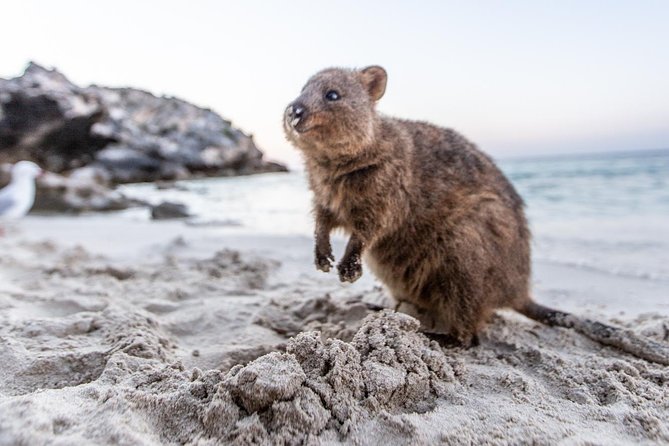 Fremantle to Rottnest Island Roundtrip Ferry Ticket - Who will enjoy this ferry most?