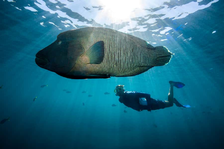 From Airlie Beach: Great Barrier Reef Adventure Cruise - Should you book the Great Barrier Reef Adventure Cruise?