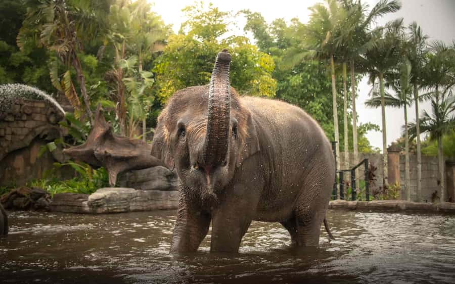 From Brisbane: Australia Zoo Transfer and Entry Ticket - Early pickup from four Brisbane hotels