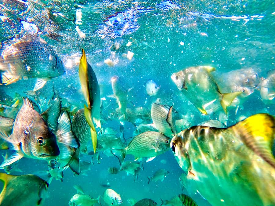 From Brisbane: Moreton Island Full-Day Trip - Key Things to Know Before You Book