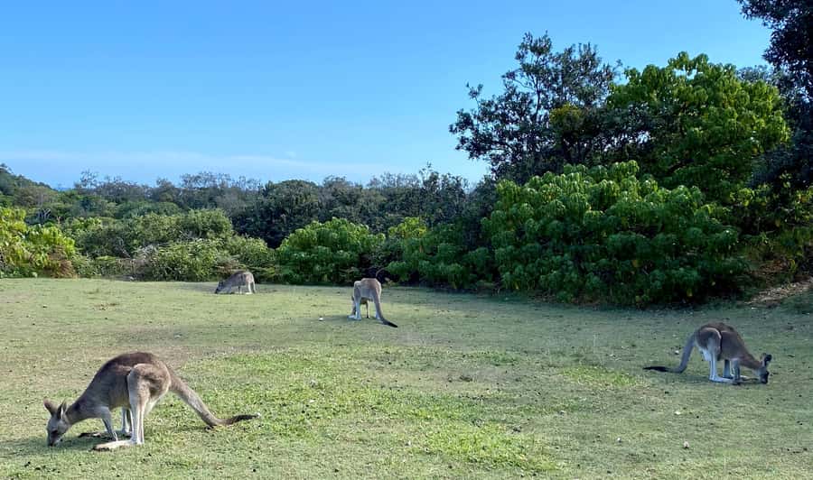 From Brisbane: North Stradbroke Island Wildlife Adventure - The North Gorge Walk is the main event