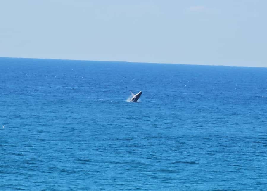 From Brisbane: North Stradbroke Island Wildlife Adventure - Amity Point and the search for wild koalas