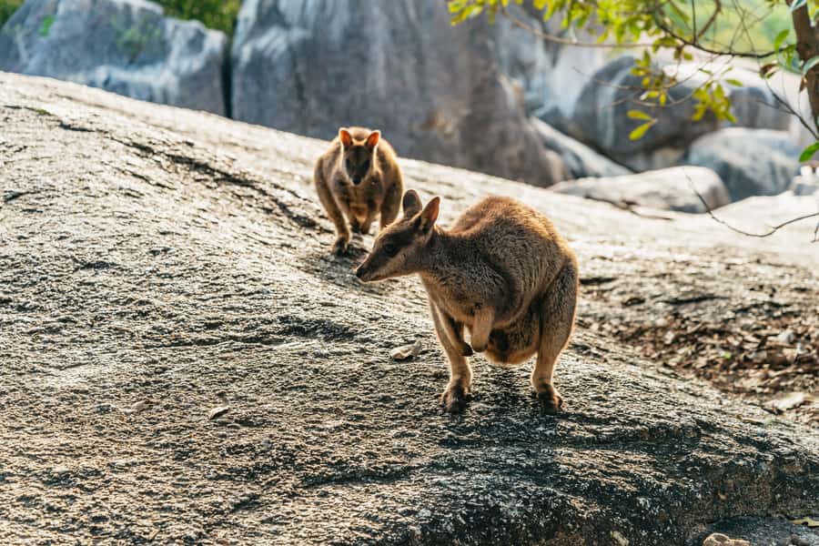 From Cairns: Chillagoe Caves and Outback Full-Day Tour - Why Chillagoe is worth the long ride from Cairns