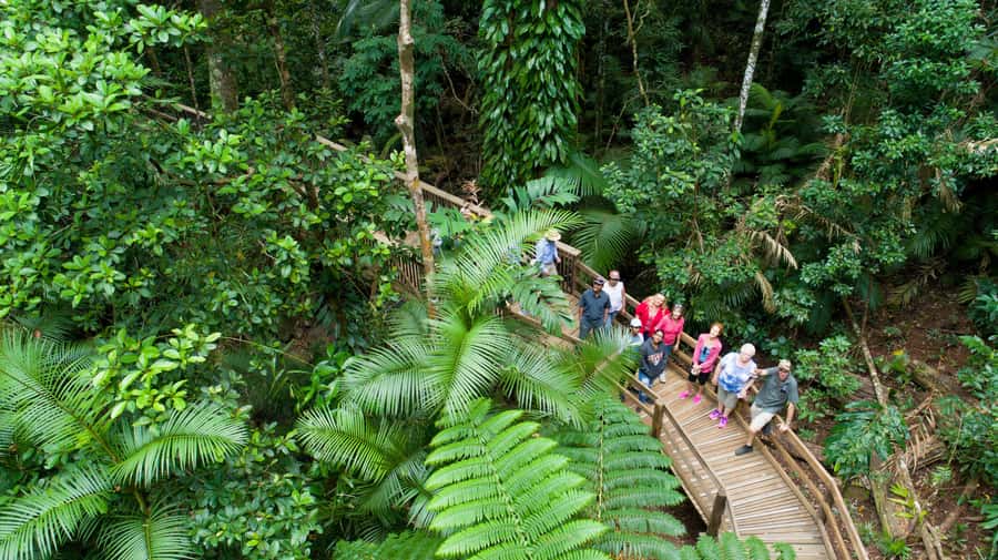From Cairns: Daintree Rainforest & Cape Tribulation 4WD Tour - Key points at a glance