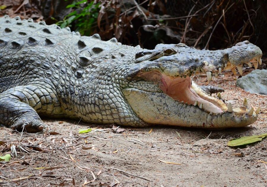 From Cairns: Daintree Wilderness & Cape Tribulation Bus Tour - The guided rainforest walk adds meaning
