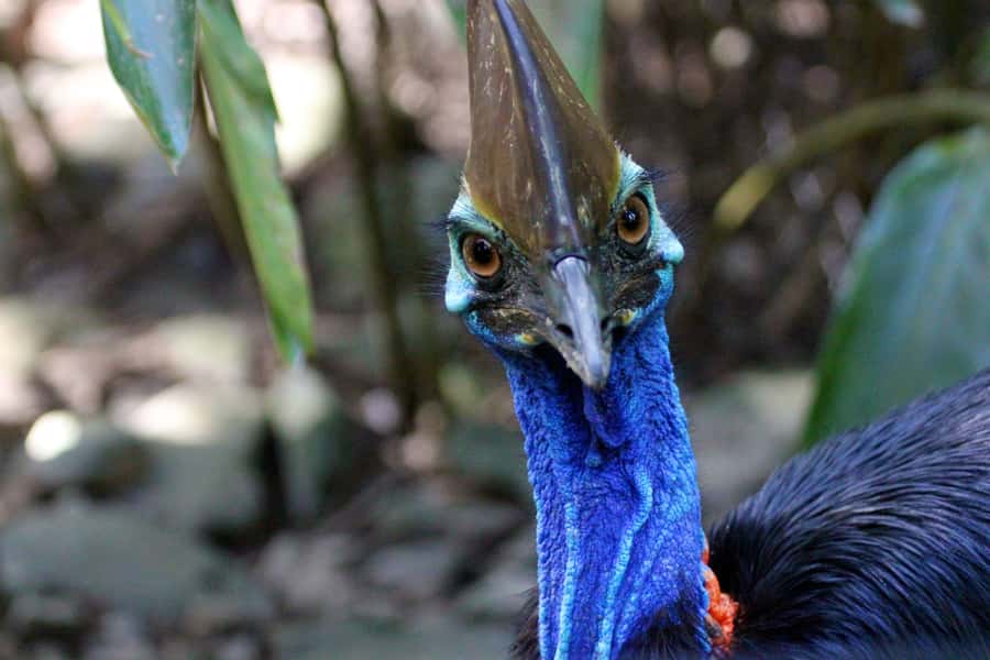From Cairns: Daintree Wilderness & Cape Tribulation Bus Tour - Lunch near Cape Tribulation