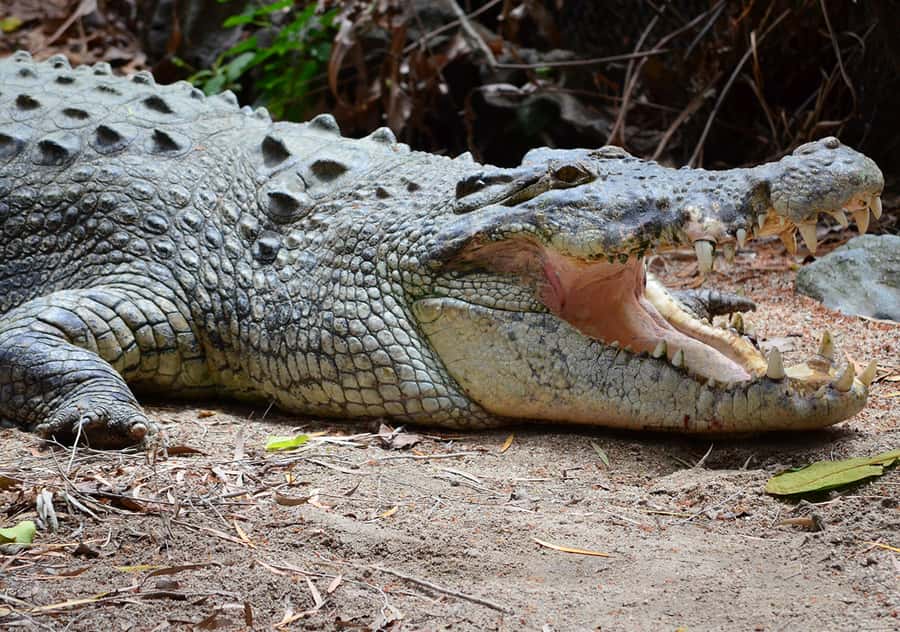 From Cairns: Daintree Wilderness & Cape Tribulation Bus Tour - The Daintree River cruise focuses on crocodiles
