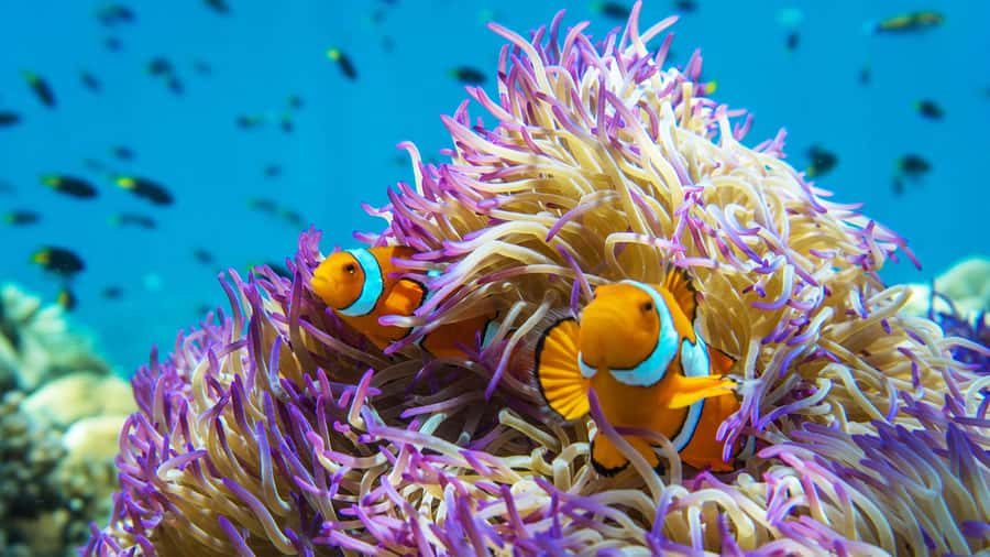 From Cairns: Frankland Island All-Inclusive Day Tour - Quick reasons to consider this Frankland Islands tour
