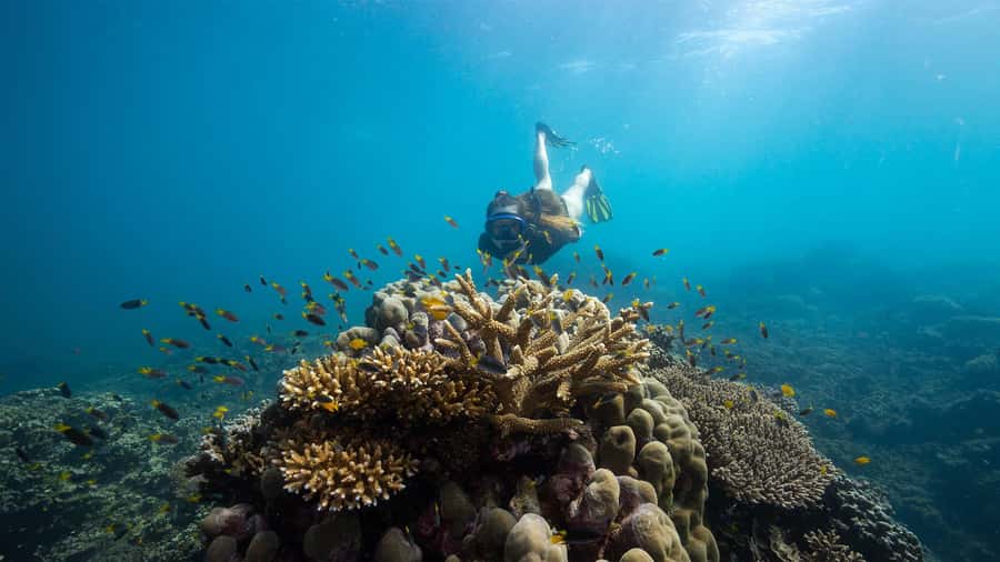 From Cairns: Frankland Island All-Inclusive Day Tour - Why the river route makes this tour different