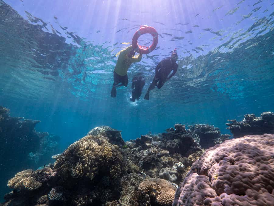 From Cairns: Great Barrier Reef Cruise by Premium Catamaran - Second reef stop: more time to explore