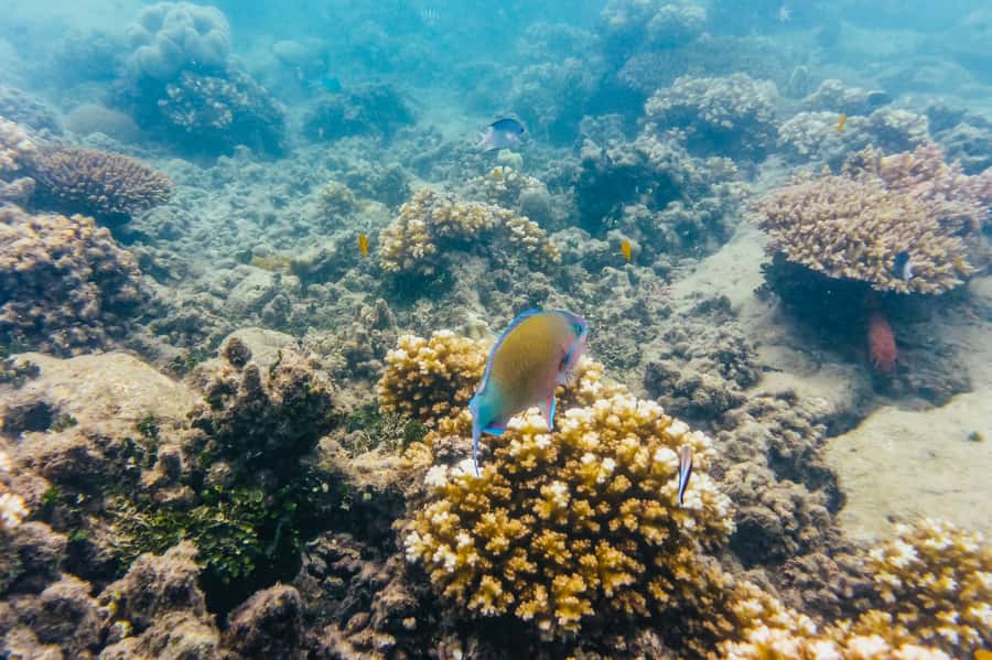 From Cairns: Green Island Full-Day Cruise - Key points at a glance