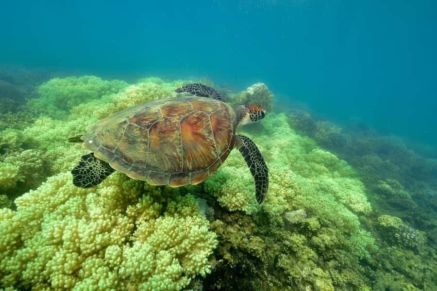 From Cairns: Green Island Full-Day Cruise - Who will enjoy this Green Island day