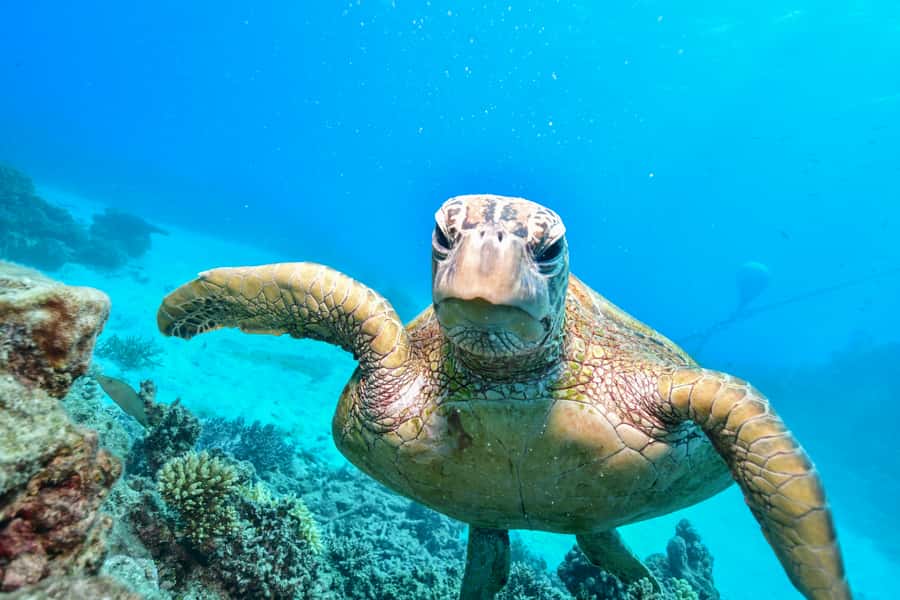 From Cairns: Green Island Half-Day Morning Cruise - Snorkeling from the beach