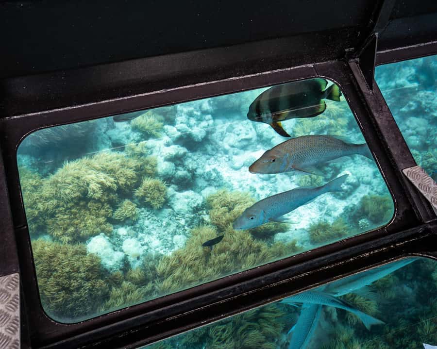 From Cairns: Green Island Half-Day Morning Cruise - Seeing the reef from a glass-bottom boat