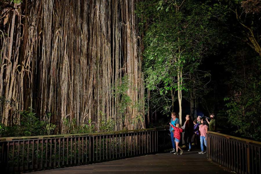 From Cairns: Rainforest & Nocturnal Wildlife Tour - Key points to know before booking
