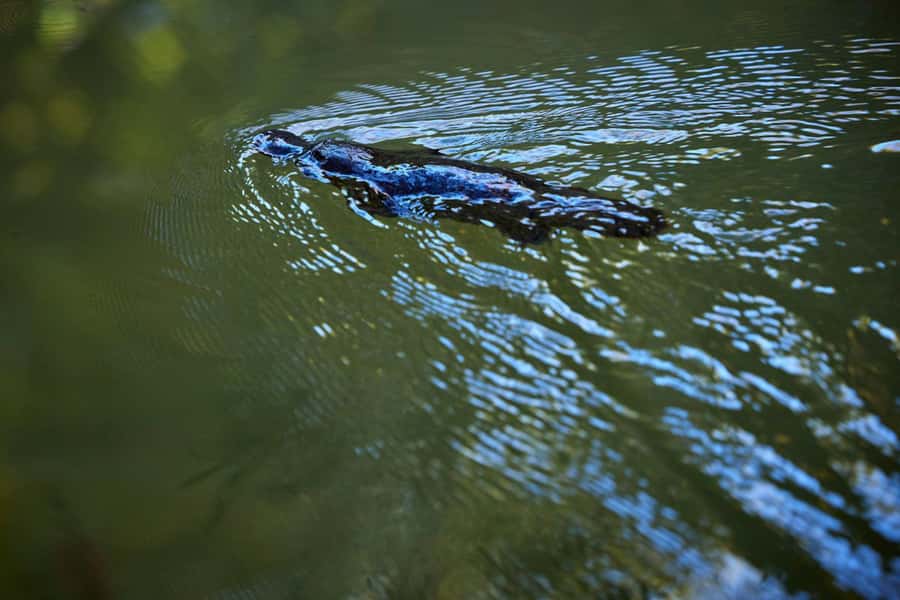 From Cairns: Rainforest & Nocturnal Wildlife Tour - Agile wallabies within Cairns city limits