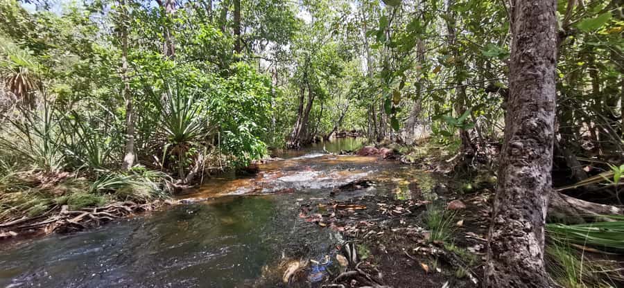From Darwin: Litchfield National Park Small-Group Day Trip - Florence Falls combines a walk with a waterfall swim