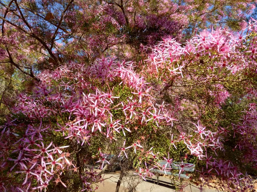 From Darwin: Litchfield National Park Small-Group Day Trip - Berry Springs is the final treat, but check the season