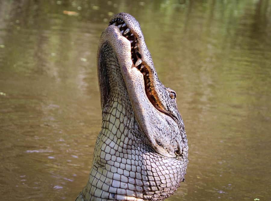 From Darwin: Litchfield Park Tour & Jumping Crocodile Cruise - The day in six useful points