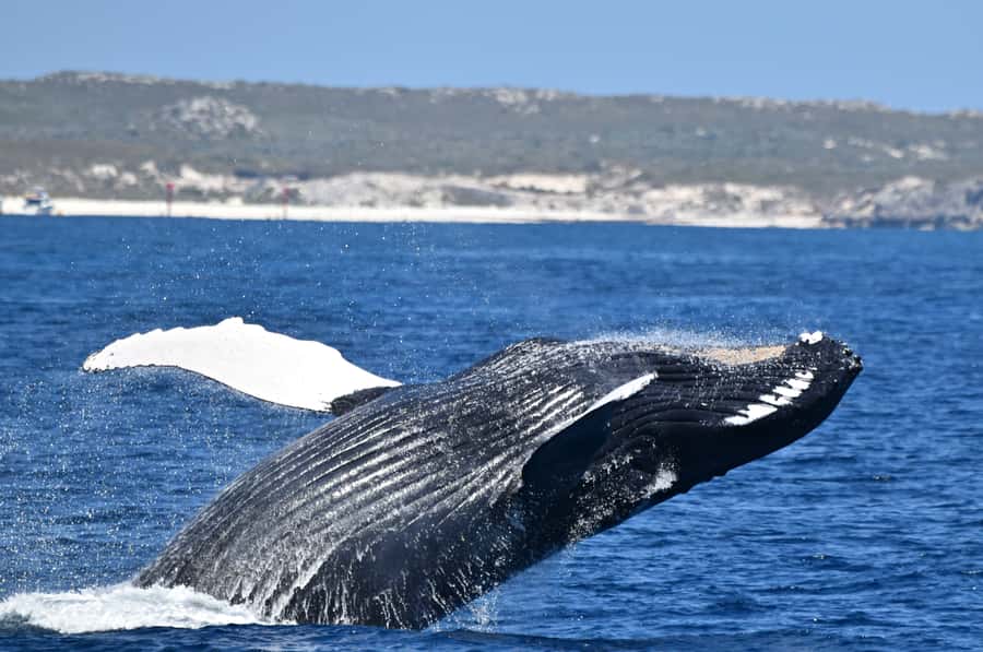 From Fremantle: 2-Hour Luxury Whale-Watching Cruise - Leaving Sardine Jetty in Fremantle