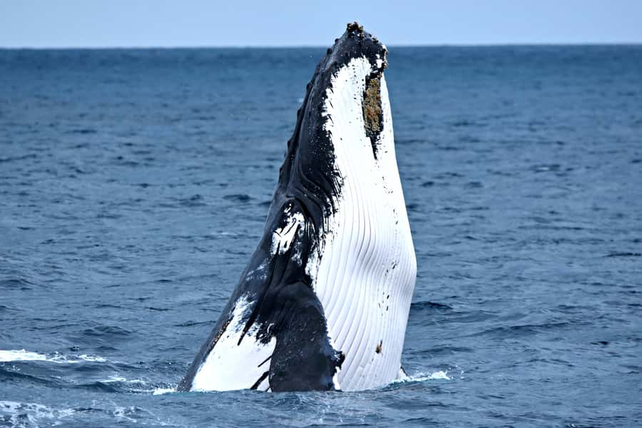 From Fremantle: 2-Hour Luxury Whale-Watching Cruise - Following humpbacks in Perth waters