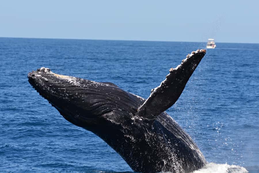 From Fremantle: 2-Hour Luxury Whale-Watching Cruise - The sea-sickness question