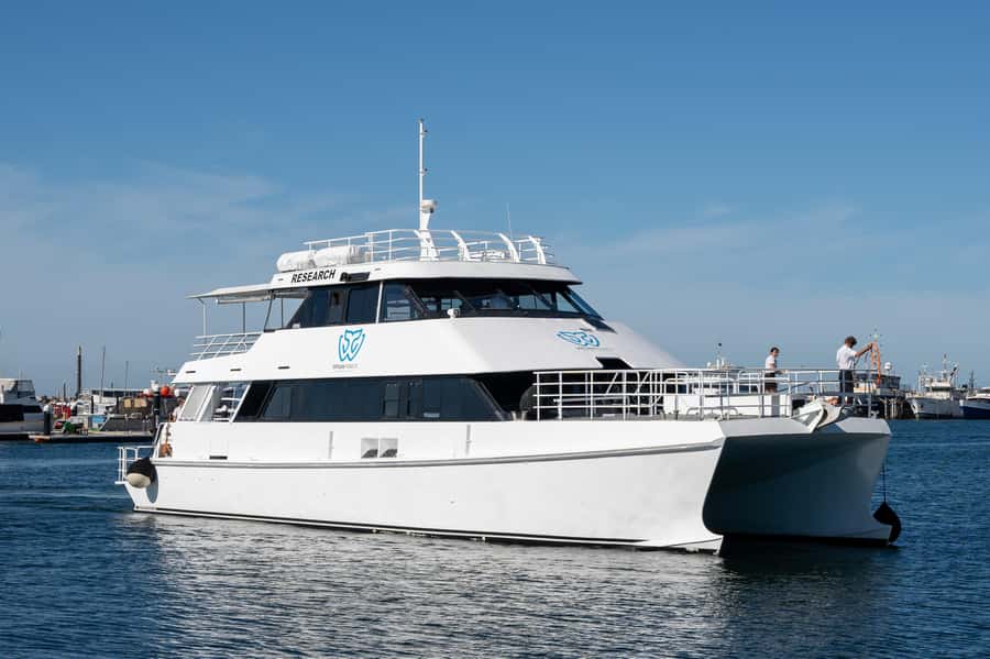 From Fremantle: 2-Hour Luxury Whale-Watching Cruise - A good outing for children and mixed groups