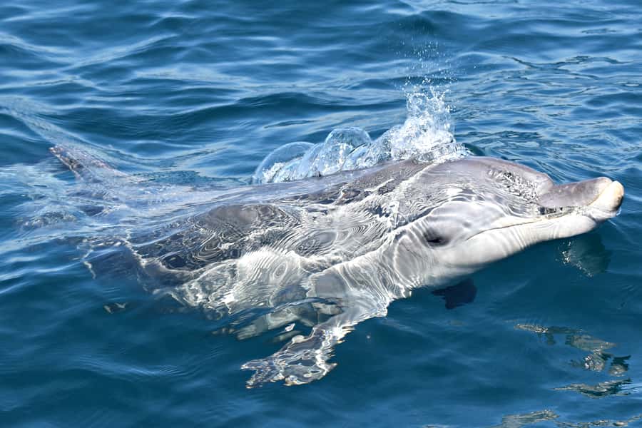 From Fremantle: 2-Hour Luxury Whale-Watching Cruise - Crew service and the educational side