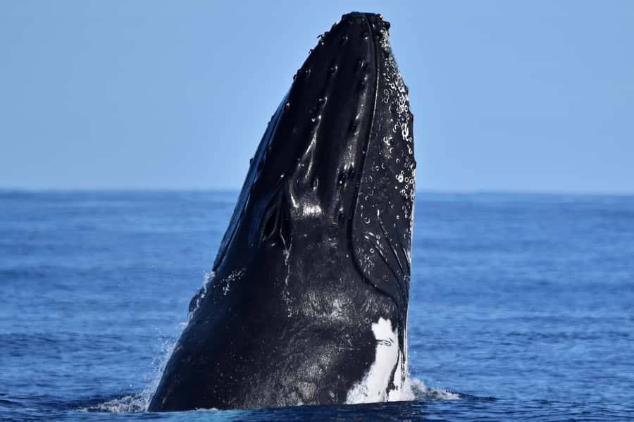 From Fremantle: 2-Hour Luxury Whale-Watching Cruise - Why the Steep Point matters