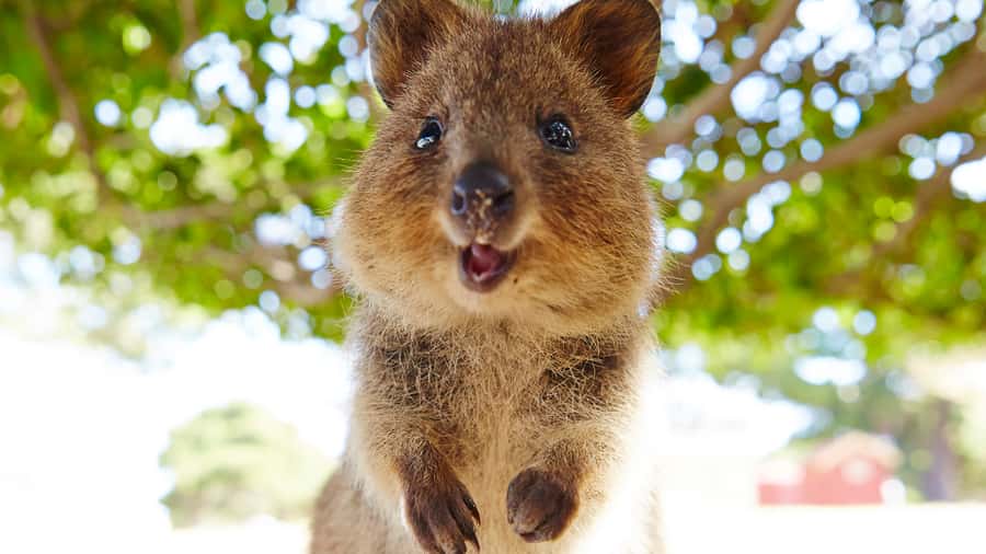 From Fremantle: Rottnest Island Ferry & Bus Day Tour - Is $112 a fair price?