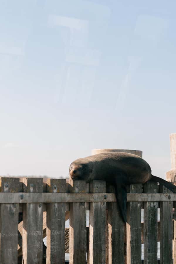 From Goolwa: Half-Day Coorong Experience - Key points to know before booking