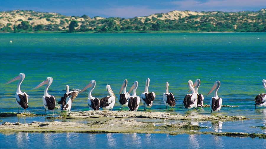From Goolwa: Half-Day Coorong Experience - Returning past dunes and filming sites