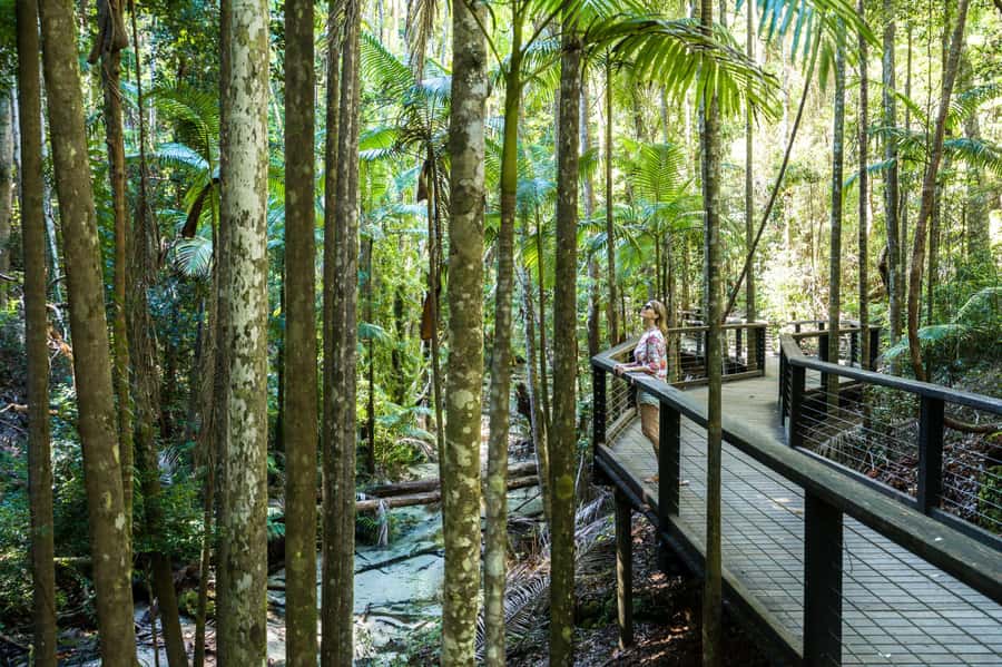 From Hervey Bay: K'gari, Fraser Island Two-Day Coach Tour - Central Station and Pile Valley: rainforest on sand