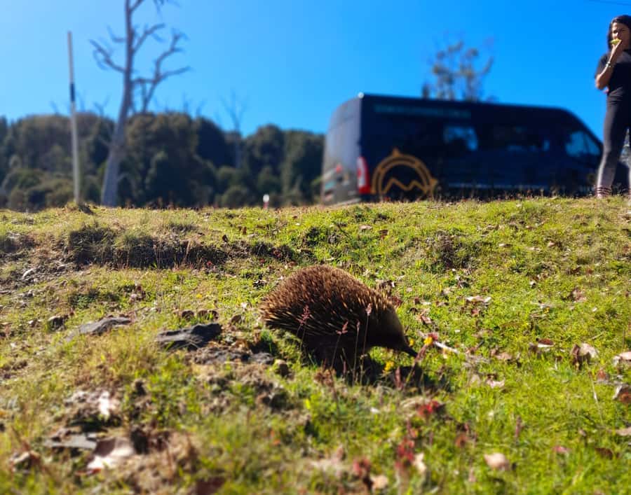 From Hobart: Active Day Trip to Cradle Mountain - Breakfast in Deloraine and the value of a proper stop