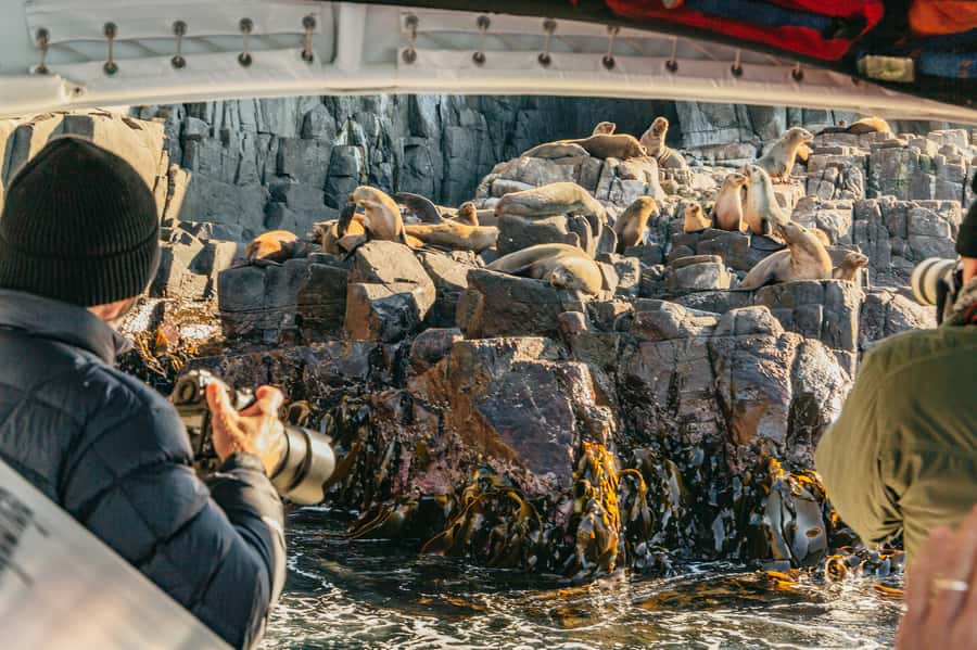 From Hobart/Adventure Bay: Bruny Island Wilderness Cruise - Key points to know before you go