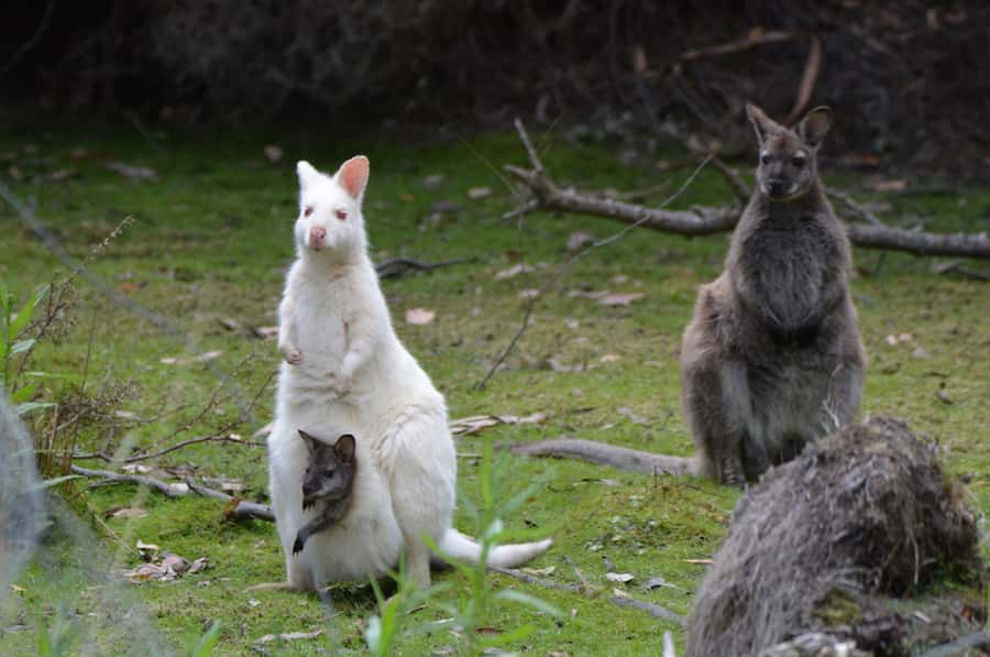 From Hobart: Full-Day Bruny Island Tour with Guide - Cape Bruny Lighthouse and the southern coast