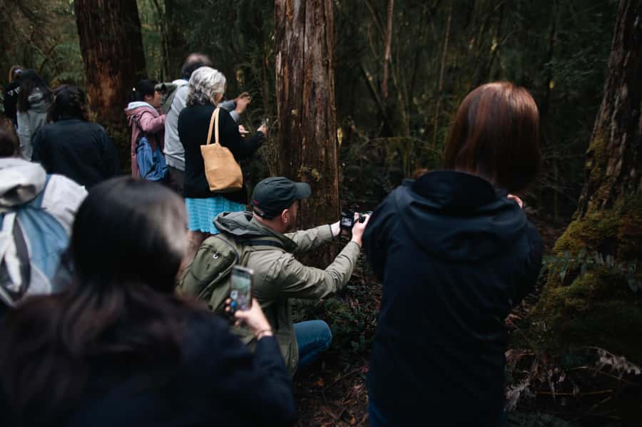 From Hobart: Full-Day Bruny Island Tour with Guide - A morning of forests, beaches, and walking tracks
