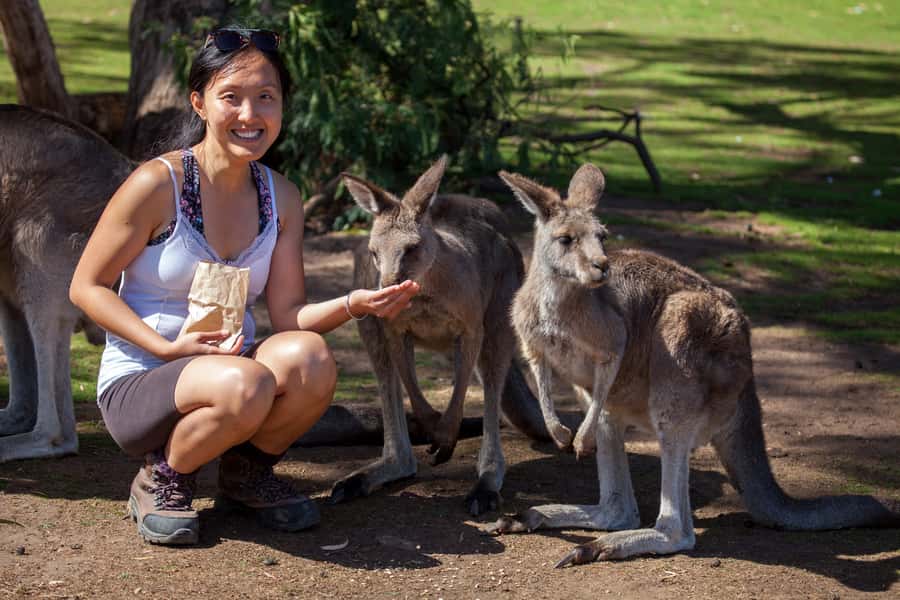 From Hobart: Mt. Field, Mt. Wellington and Wildlife Day Tour - Key points to know before booking
