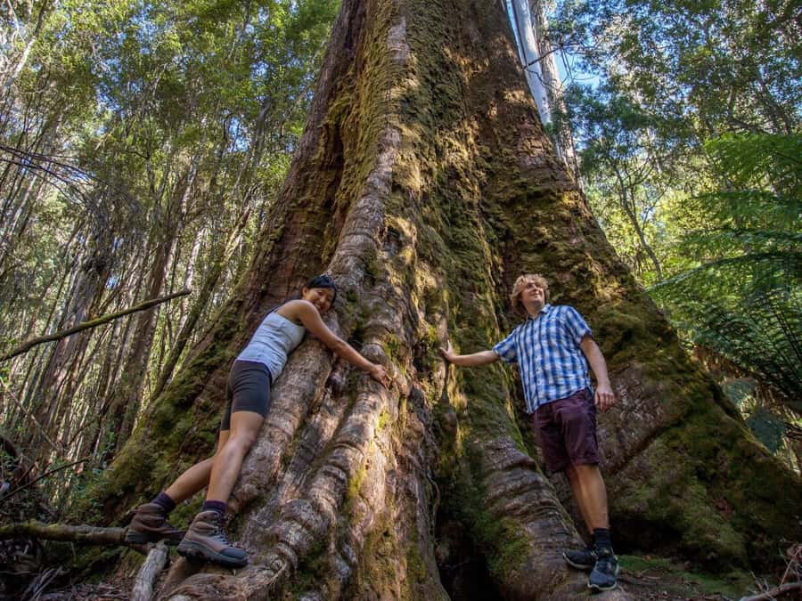 From Hobart: Mt. Field, Mt. Wellington and Wildlife Day Tour - Guides make the difference