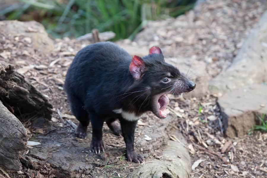 From Hobart: Mt. Field, Mt. Wellington and Wildlife Day Tour - Who should book this tour?