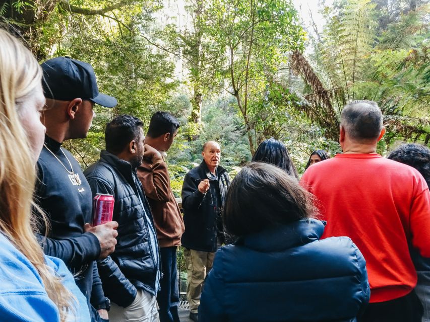 From Melbourne: Great Ocean Road, 12 Apostles, Wildlife Tour - The Forest Walk Beneath Very Tall Trees