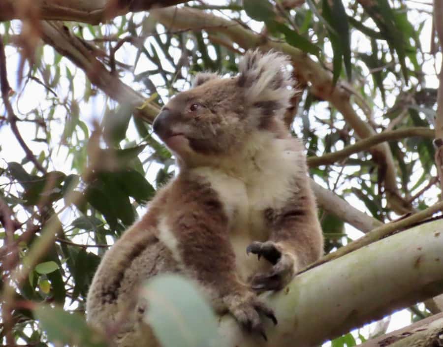 From Melbourne: Great Ocean Road Boutique Tour in Reverse - Apollo Bay gives you lunch and a breather