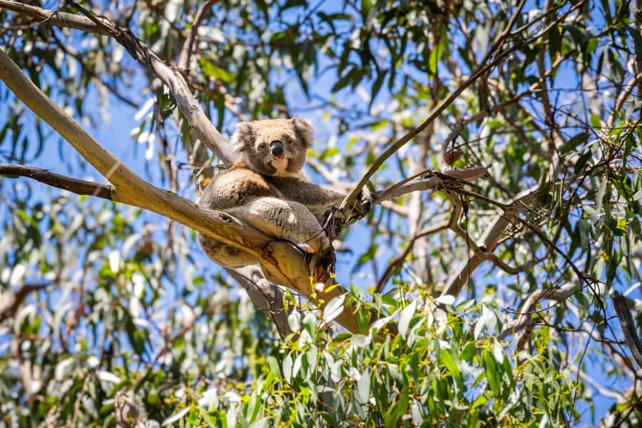 From Melbourne: Great Ocean Road Boutique Tour in Reverse - Kennett River and the search for wild koalas