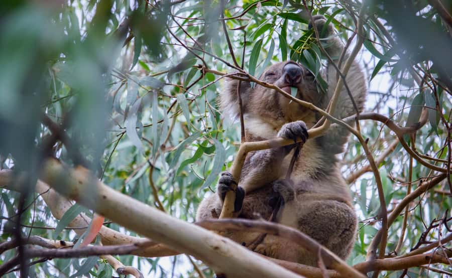 From Melbourne: Great Ocean Road Full-Day Guided Trip - Quick reasons to consider this tour
